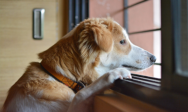 dog waiting for owner separation distress